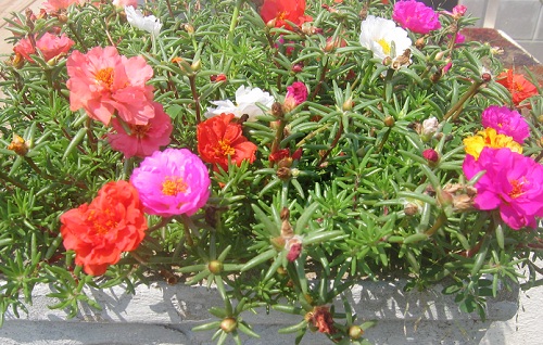 Portulaca in bloom