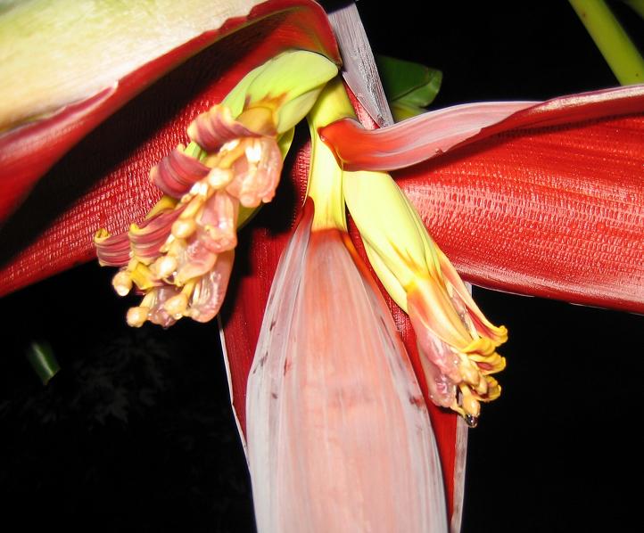 Stunning banana bloom A banana plant blooms in Ky.