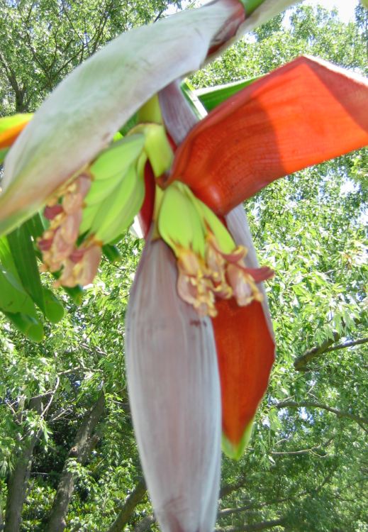 Banana fruit emerges from the bloom Banana fruit emerging from the blossom