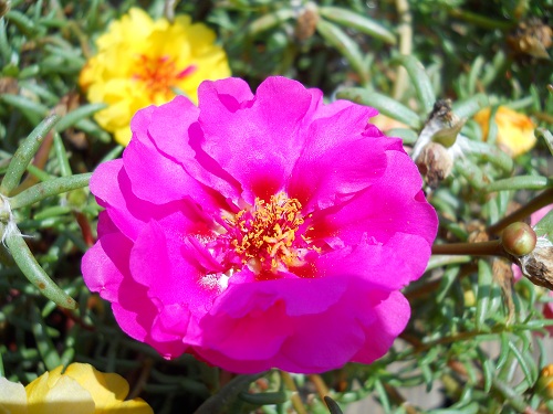 Sometimes called rose moss