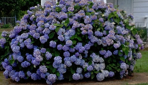Large and full hydrangea in flower Note the sun-damaged blossoms at top