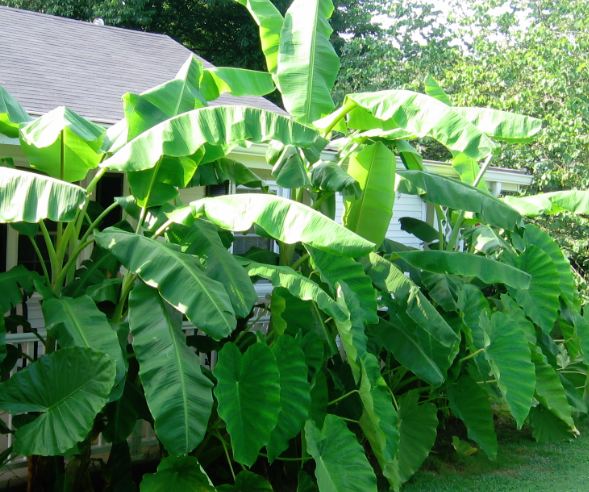 Bananas and elephant ears grow quickly Tropical plants grow fast!