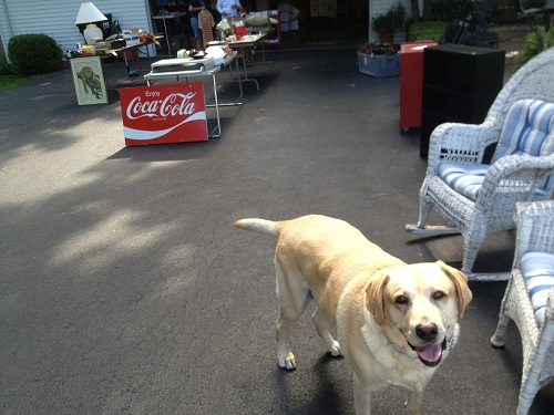 Jake is adorable, but some buyers don't like animals Jake is adorable, but some buyers don't like pets