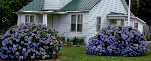 Mature Hydrangeas flank this farm house in Kentucky Mature Hydrangeas at an old farm house in Ky.