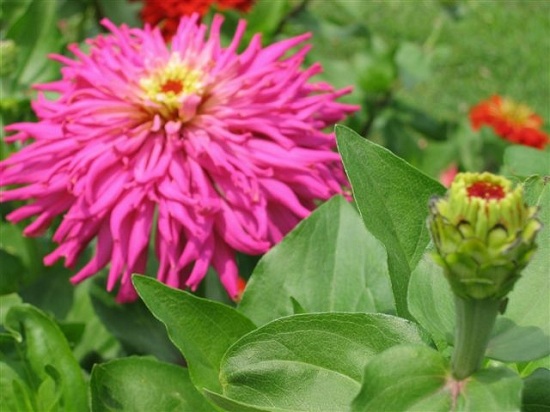 Fringed zinnia and bud