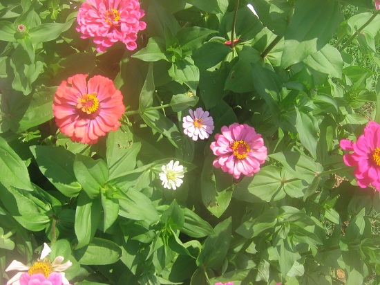 The zinnias begin to bloom