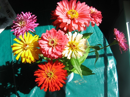 Zinnia bouquet