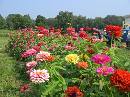 Zinnias on the farm