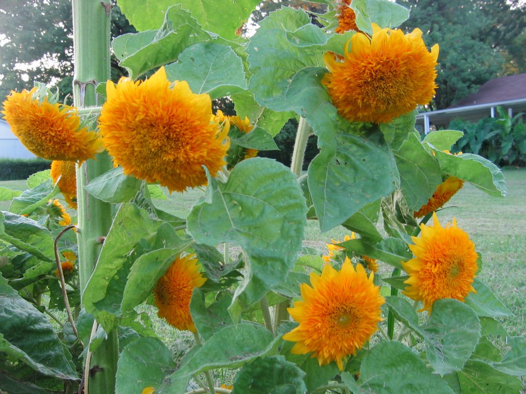 Teddy Bear Sunflowers