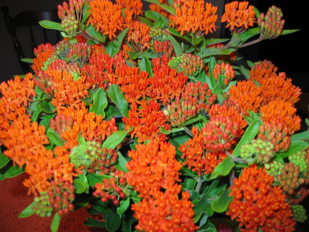 Butterfly weed bouquet