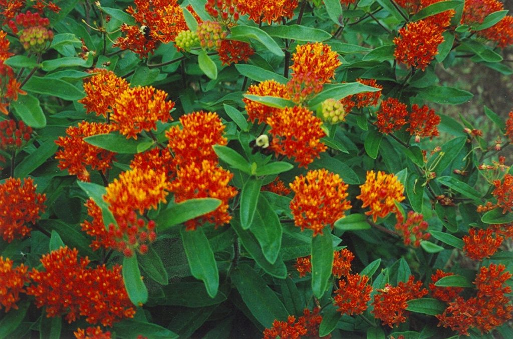 Bee on the Butterfly Weed