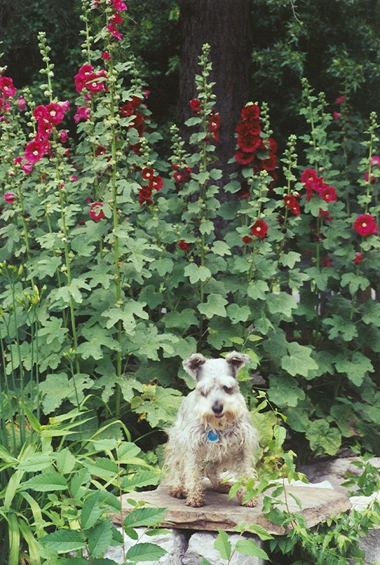 My dog Katy among the Hollyhocks