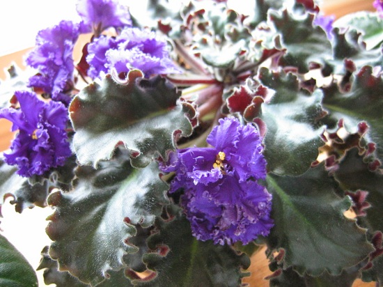 A vigorous violet