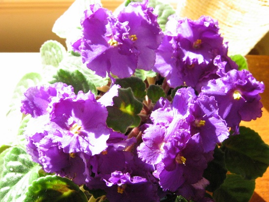 Feed your violets for lots of blooms