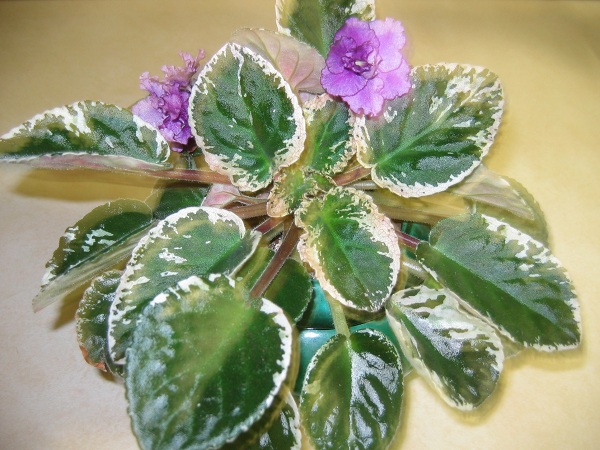 African violet with variegated leaves