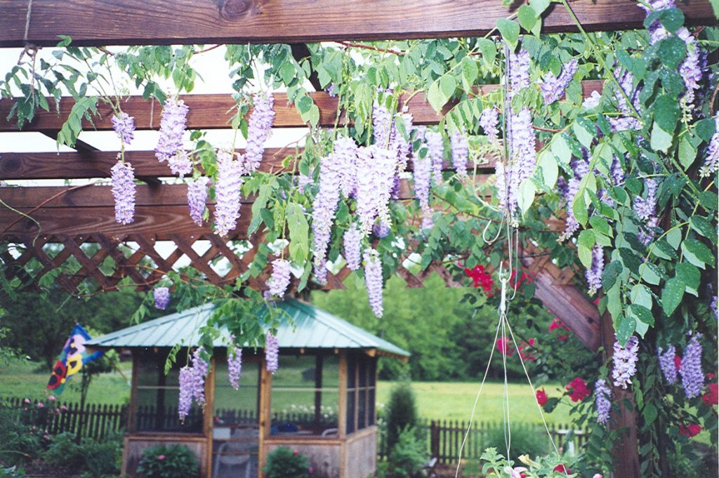 Wisteria hanging from my pergola