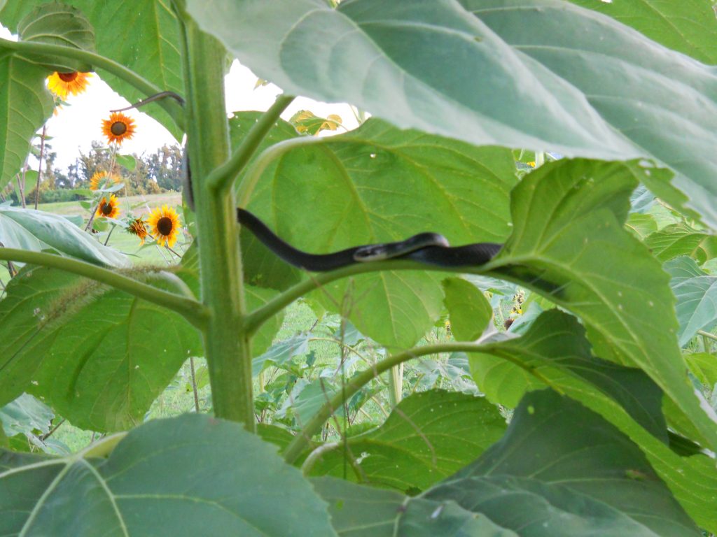 A black snake hides in the sunflower