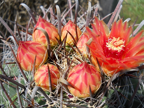 Barrel cactus in bloom