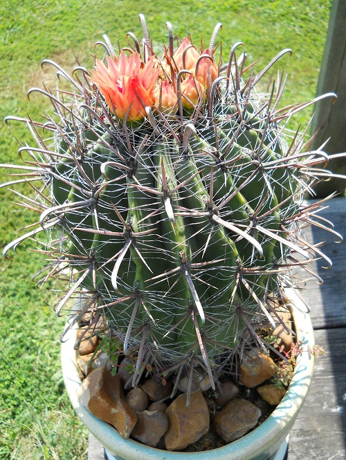 Flashy cactus blooms