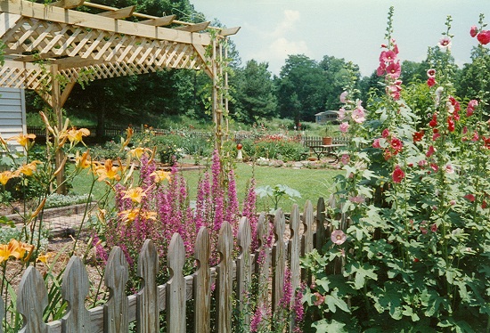 Hollyhocks against my fence