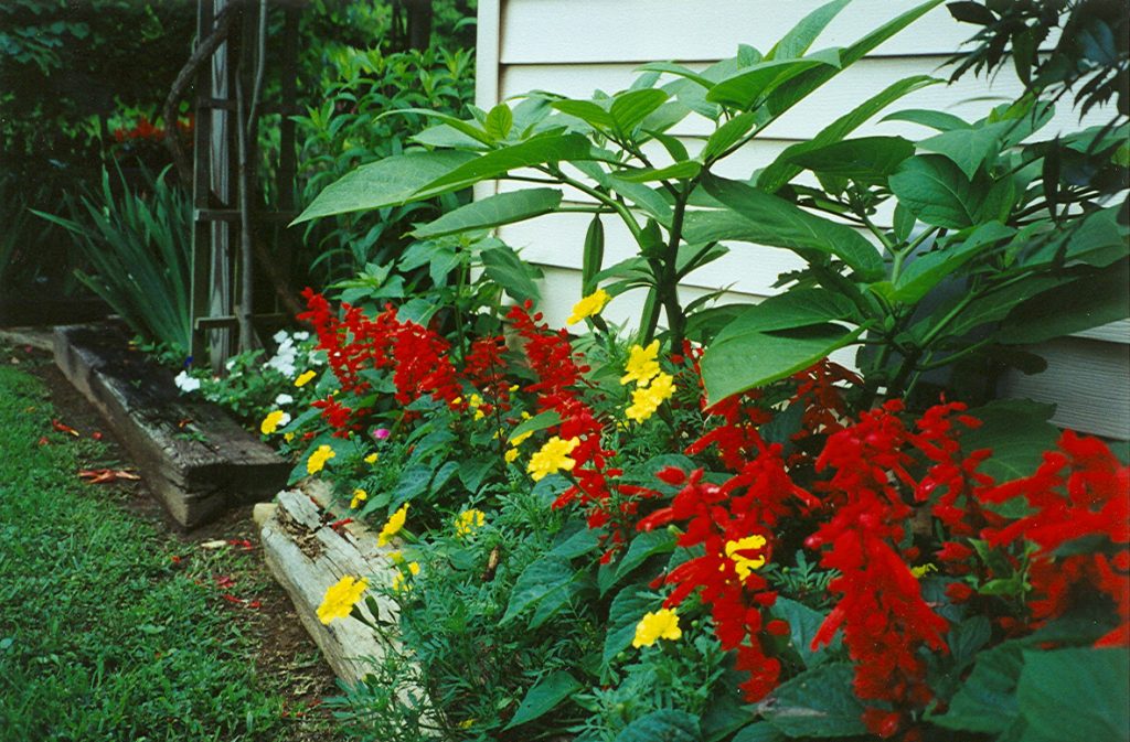 Old discarded railroad ties can hold back vigorous growth