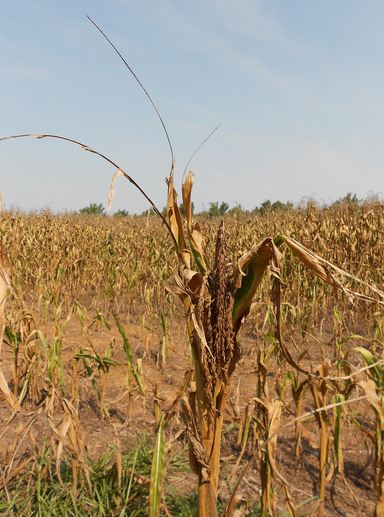Kentucky cornfield during the drought of 2012