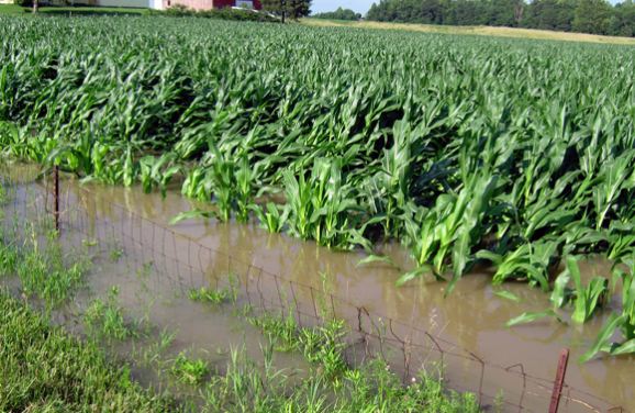 Flooded Kentucky cornfield in 2013