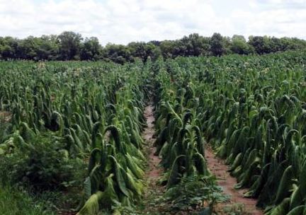 Tobacco rotting in Kentucky, 2013