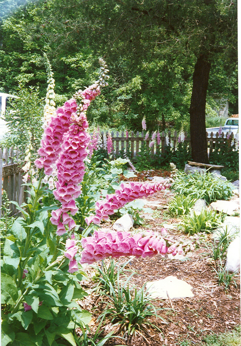 Gorgeous foxgloves are biennials