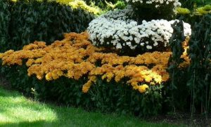 chrysanthemums