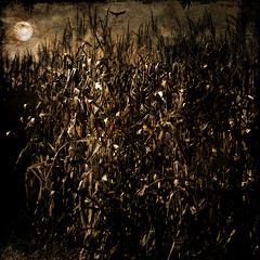 The cornfield by moonlight