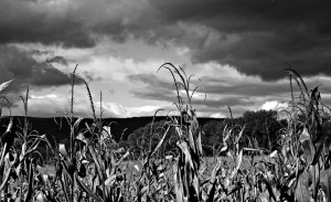 Storm and corn field