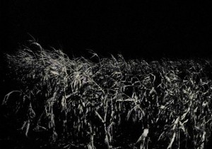 The corn by night