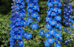 Delphiniums