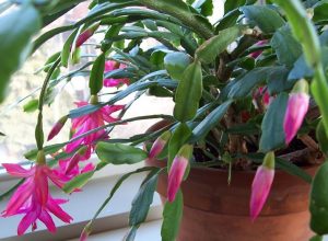 Lovely Christmas Cactus