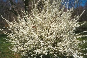 Flowering shrub shows off