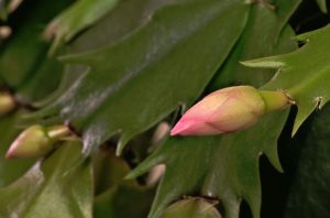 The Christmas cactus starts to bud