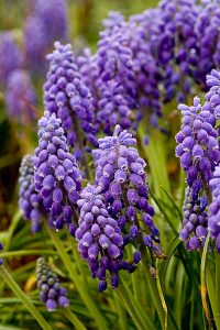 Grape hyacinths