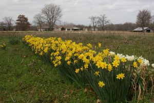 Narcissus-daffodils