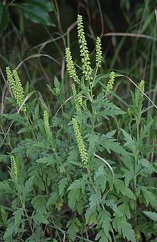 Ragweed