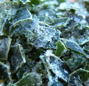 Freezing flavorful herbs