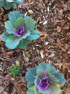 Wood chip mulch