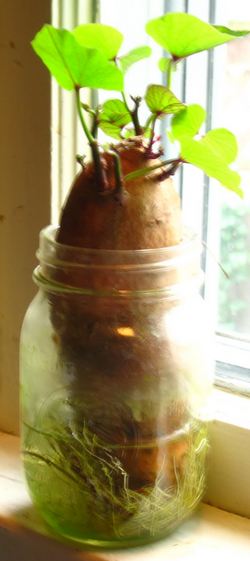 a gardener in winter grows sweet potato vines