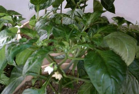 a gardener in winter can coax peppers to bloom