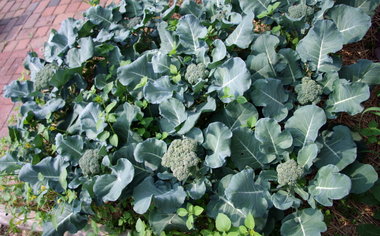 gardener in winter gets cabbage off to a good start