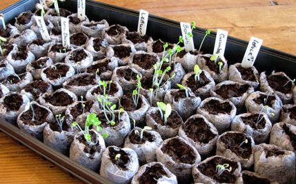 a gardener in winter uses peat pots