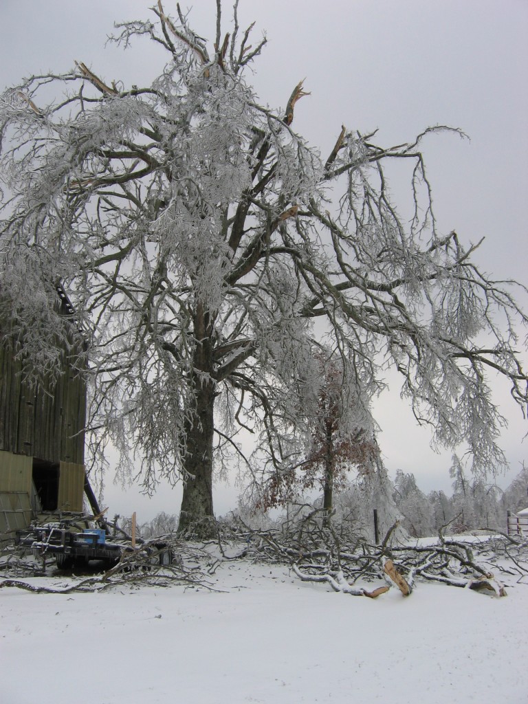 Old oak brought low by ice