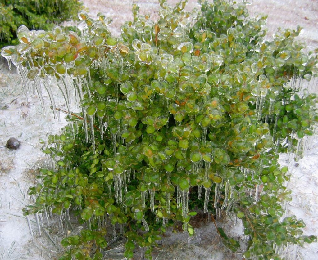 a boxwood bush becomes an icebox