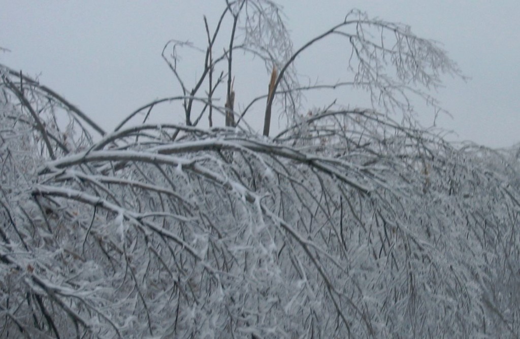 bowing trees