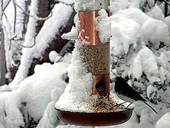 feed the birds in winter - a welcome site for a feathered friend feed the birds in winter - a welcome site for a feathered friend